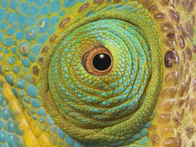 Chameleoni